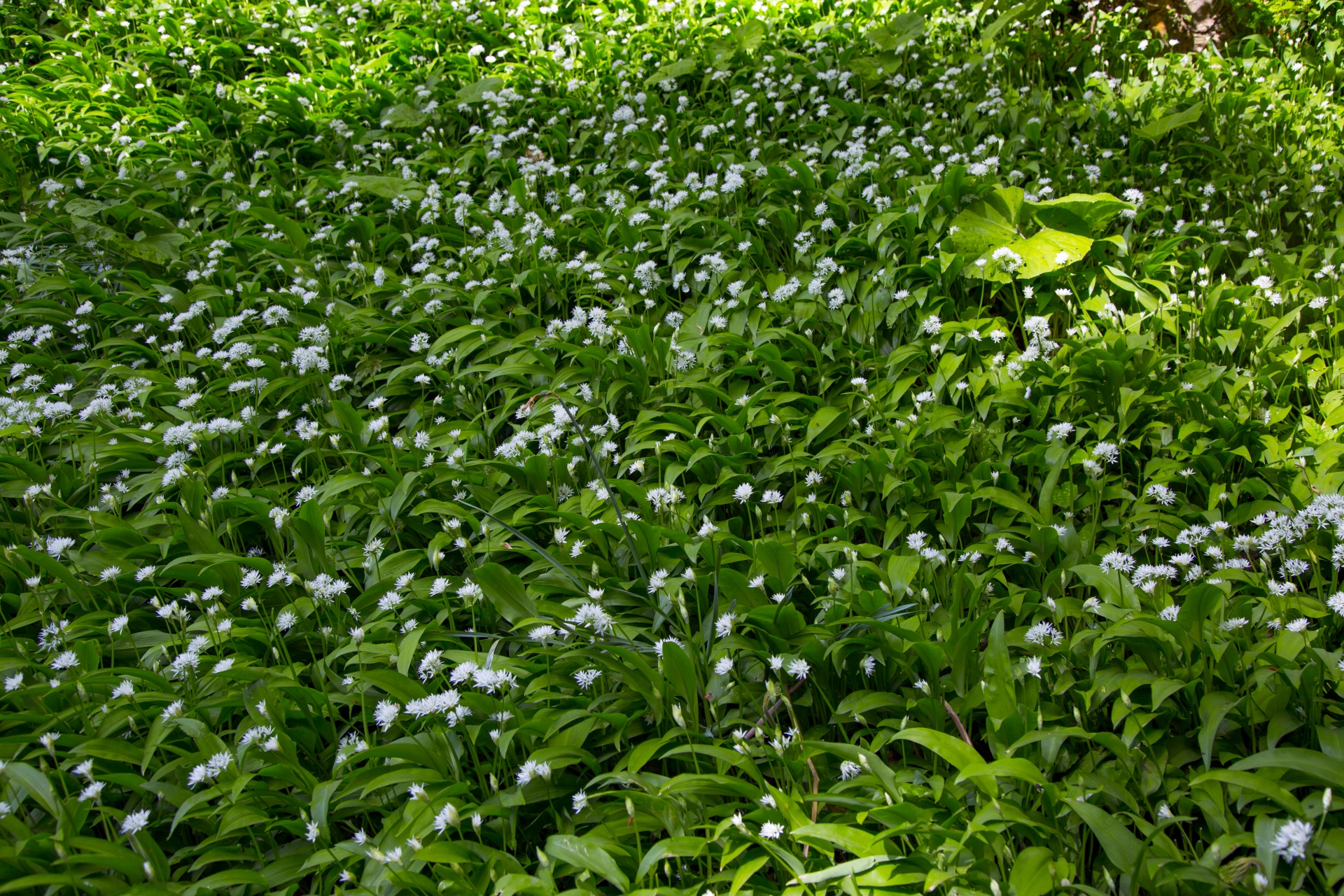 Česnakai,  Laukiniai,  Allium,  Ursinum,  Miškas,  Lova,  Medis,  Žydi,  Natūralus,  Daug