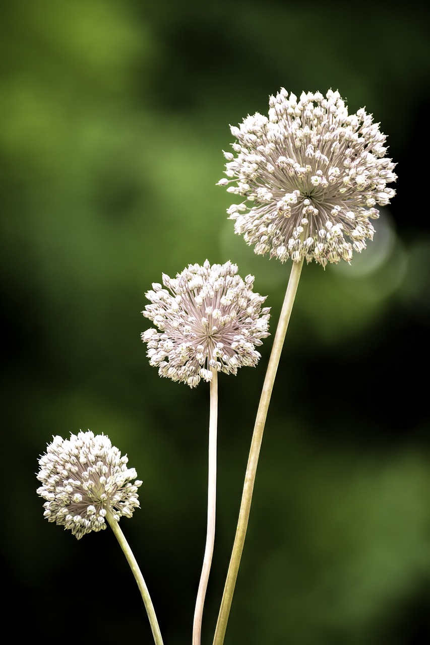 Laukiniai Česnakai,  Allium Ampeloprasum,  Česnako Gėlė,  Česnakai,  Flora, Nemokamos Nuotraukos,  Nemokama Licenzija