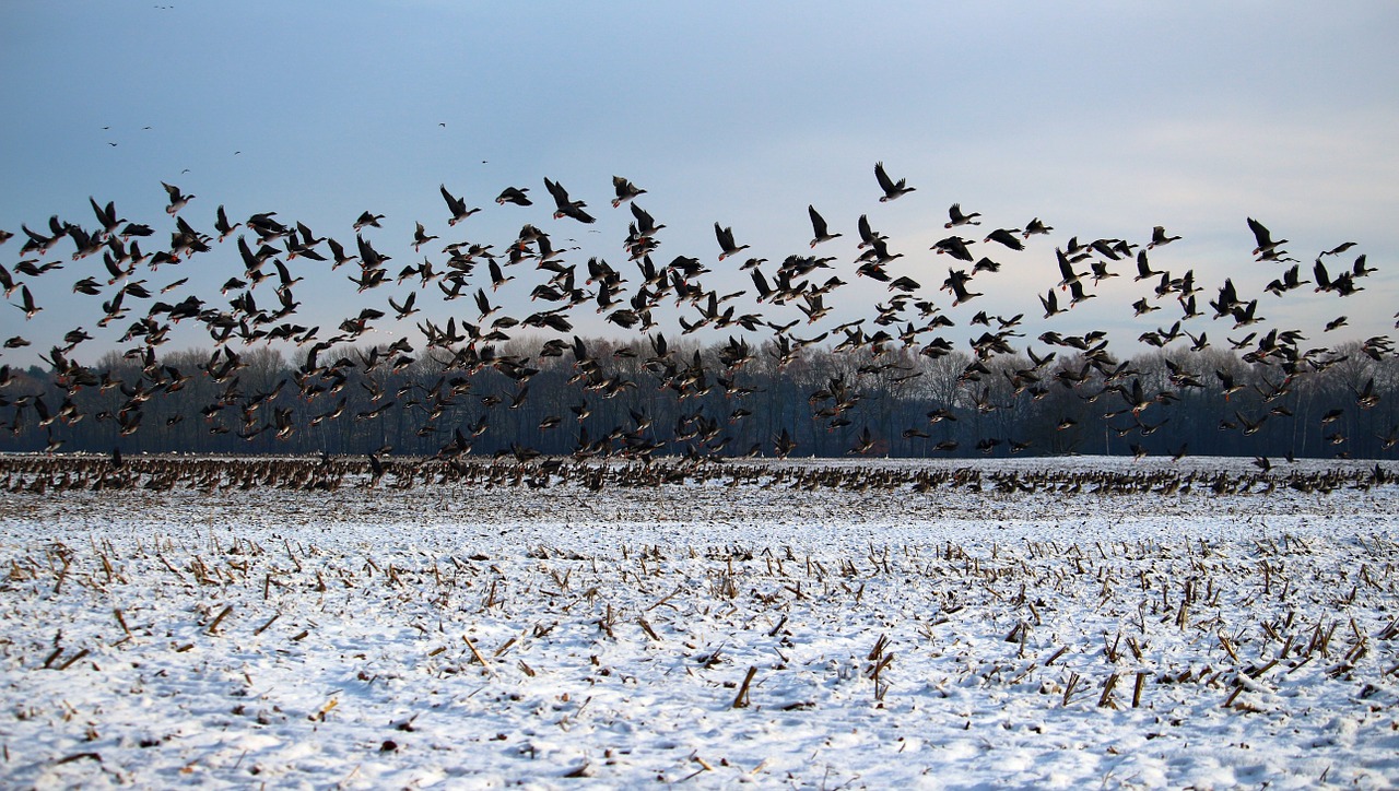 Laukiniai Žąsys, Paukščių Pulkai, Žiema, Sniegas, Migruojantys Paukščiai, Swarm, Žąsys, Paukščiai, Laukiniai Žąsys, Paukštis