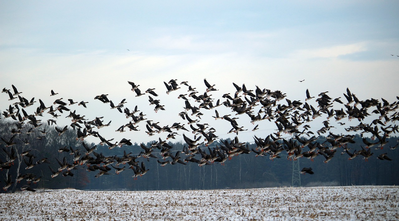 Laukiniai Žąsys, Paukščių Pulkai, Žiema, Sniegas, Migruojantys Paukščiai, Swarm, Žąsys, Paukščiai, Laukiniai Žąsys, Paukštis