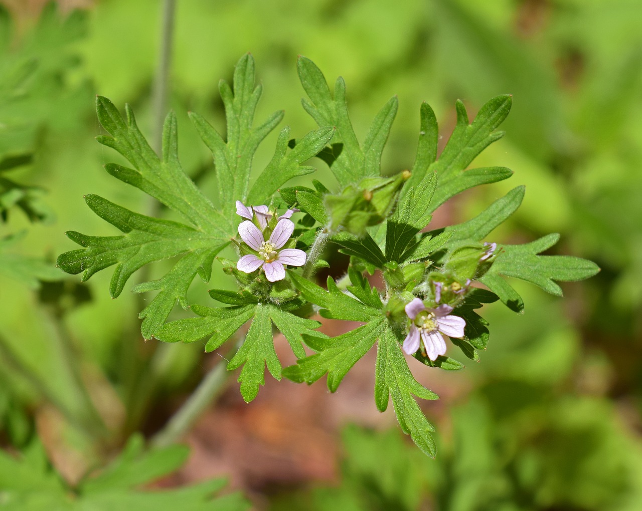 Laukinis Girnas, Wildflower, Gėlė, Žiedas, Žydėti, Pavasaris, Augalas, Pieva, Gamta, Rožinis