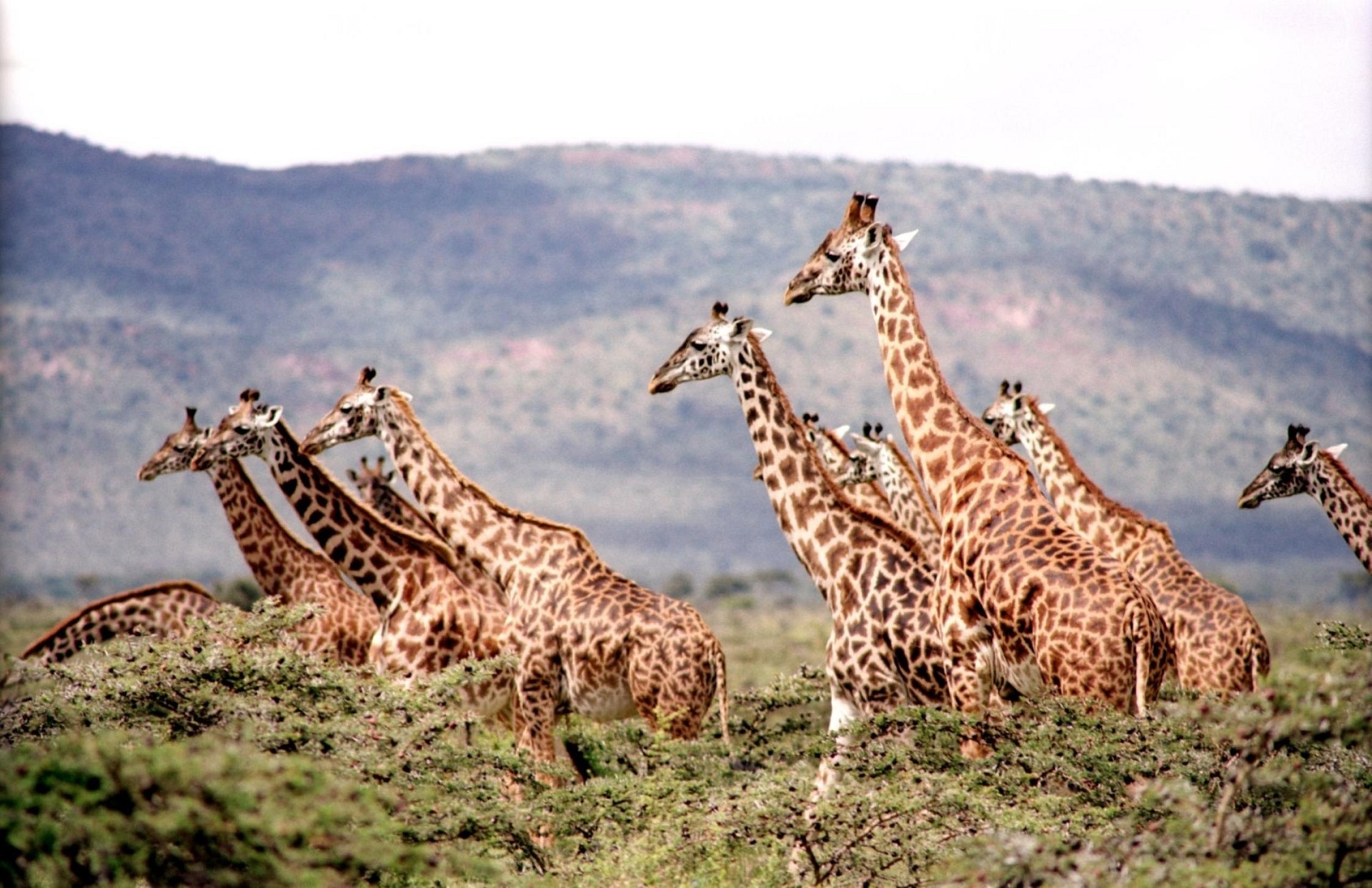 Žirafos,  Bandas,  Laukiniai,  Afrika,  Galva,  Veidas,  Žinduoliai,  Burna,  Ausys,  Mielas