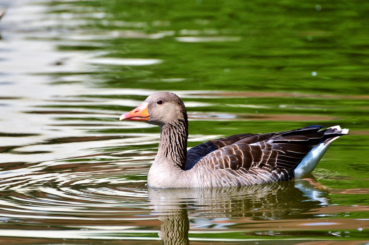 Laukiniai Žąsys, Žąsis, Paukštis, Vandens Paukštis, Naminiai Paukščiai, Plaukti, Tvenkinys, Vanduo, Gyvūnas, Gamta