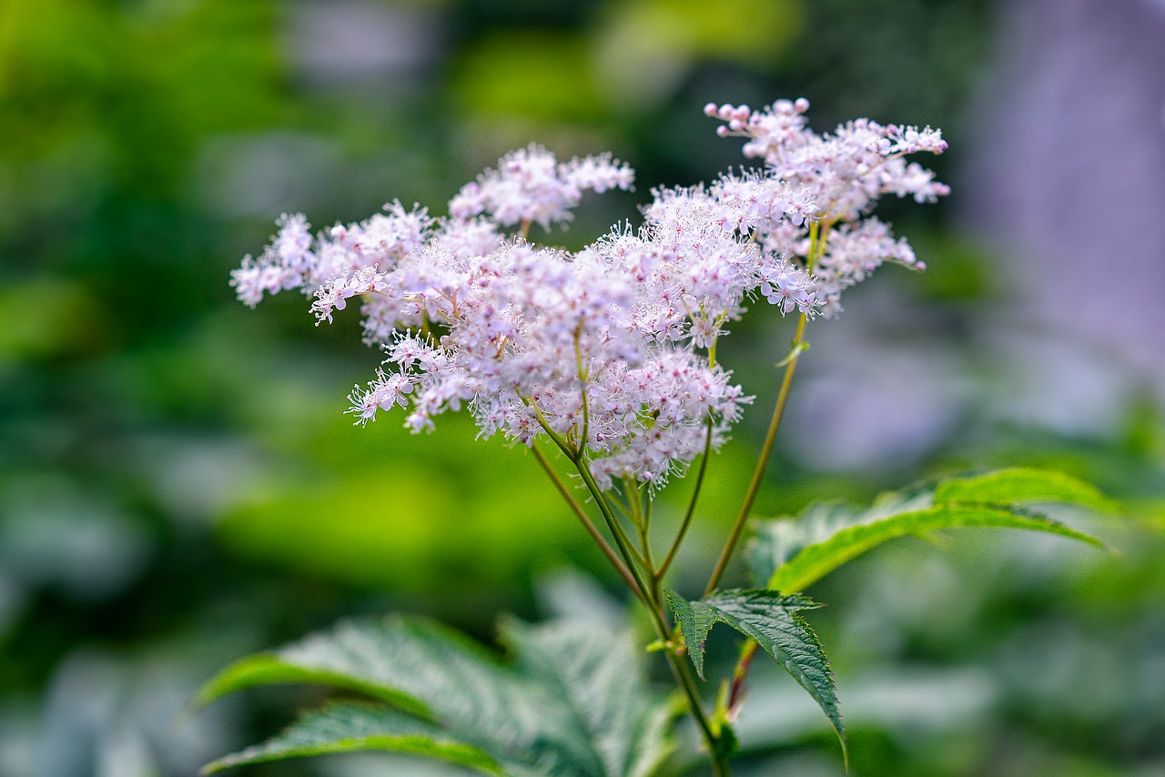 Laukinė Žolė, Naujas Meadowsweet, Rosaceae, Blizgesio Forma, Japonija, Nemokamos Nuotraukos,  Nemokama Licenzija