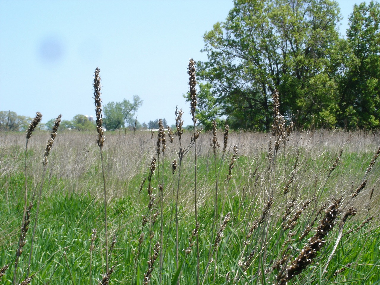 Laukinės Žolės, Prairie, Atviras Laukas, Kraštovaizdis, Dykuma, Peizažas, Natūralus, Laukiniai, Lauke, Aplinka