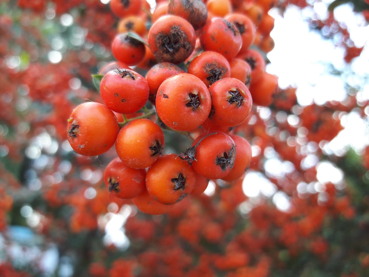 Laukinis Gudobelis, Raudona, Oranžinė, Rožinis, Medis, Augalas, Vitaminas, Pomidoras, Nemokamos Nuotraukos,  Nemokama Licenzija