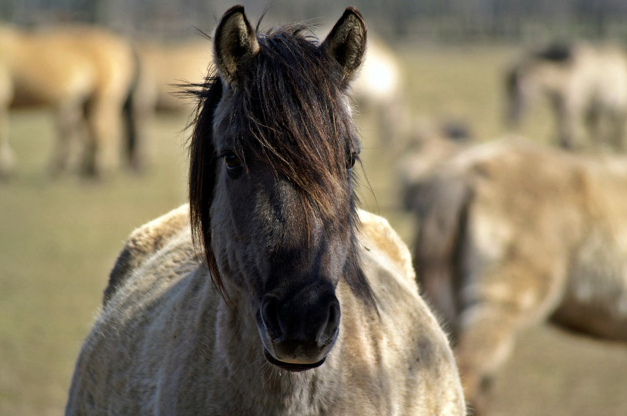 Laukinis Arklys, Mare, Nėščia, Dülmen Germany, Arklys, Nemokamos Nuotraukos,  Nemokama Licenzija