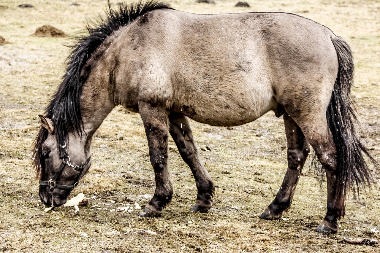 Laukinis Arklys, Tarpanas, Kaip Nedeklaruojamas Tarpanas, Maistas, Nemokamos Nuotraukos,  Nemokama Licenzija