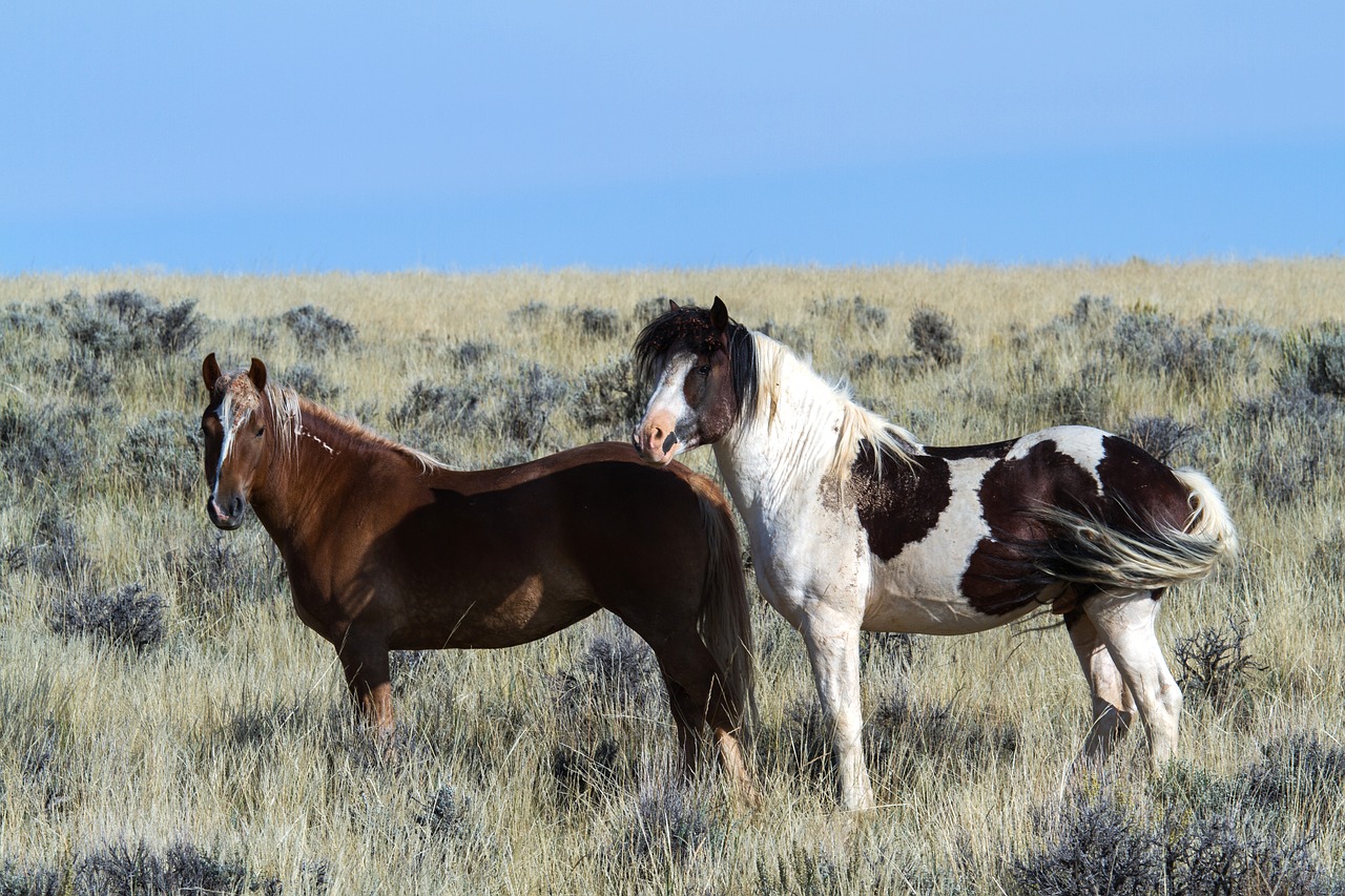 Laukiniai Arkliai, Laukiniai Mustangai, Mustangas, Arkliai, Amerikietiški Laukiniai Arkliai, Nemokamos Nuotraukos,  Nemokama Licenzija