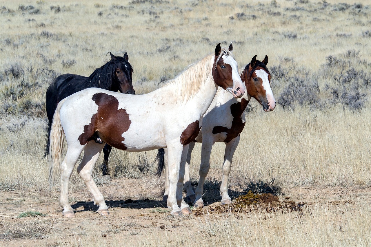 Laukiniai Arkliai, Laukiniai Mustangai, Mustangas, Arkliai, Amerikietiški Laukiniai Arkliai, Nemokamos Nuotraukos,  Nemokama Licenzija