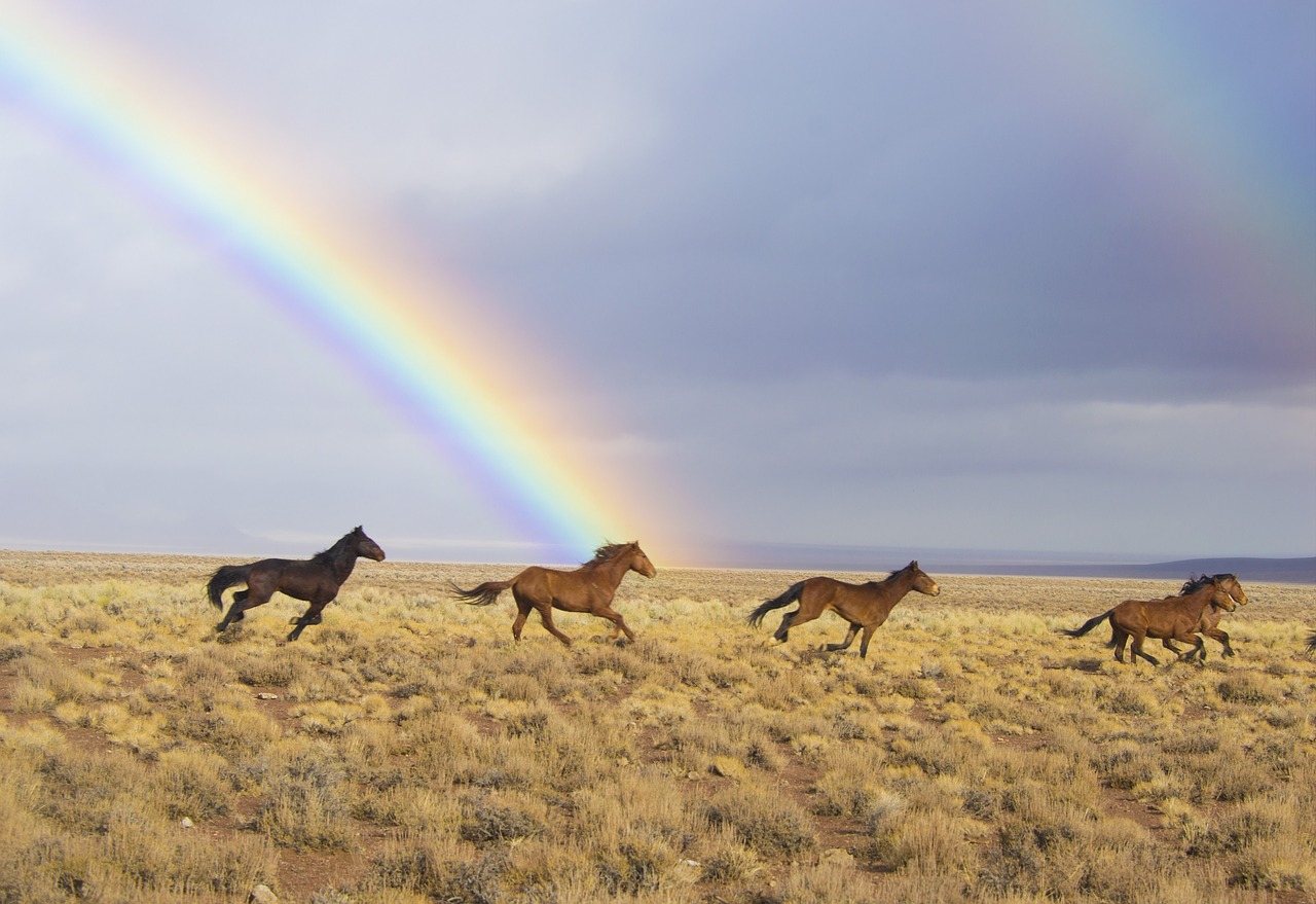 Laukiniai Arkliai, Vaivorykštė, Paleistas, Laukiniai, Bėgimas, Gyvūnai, Nevada, Usa, Blm, Diapazonas
