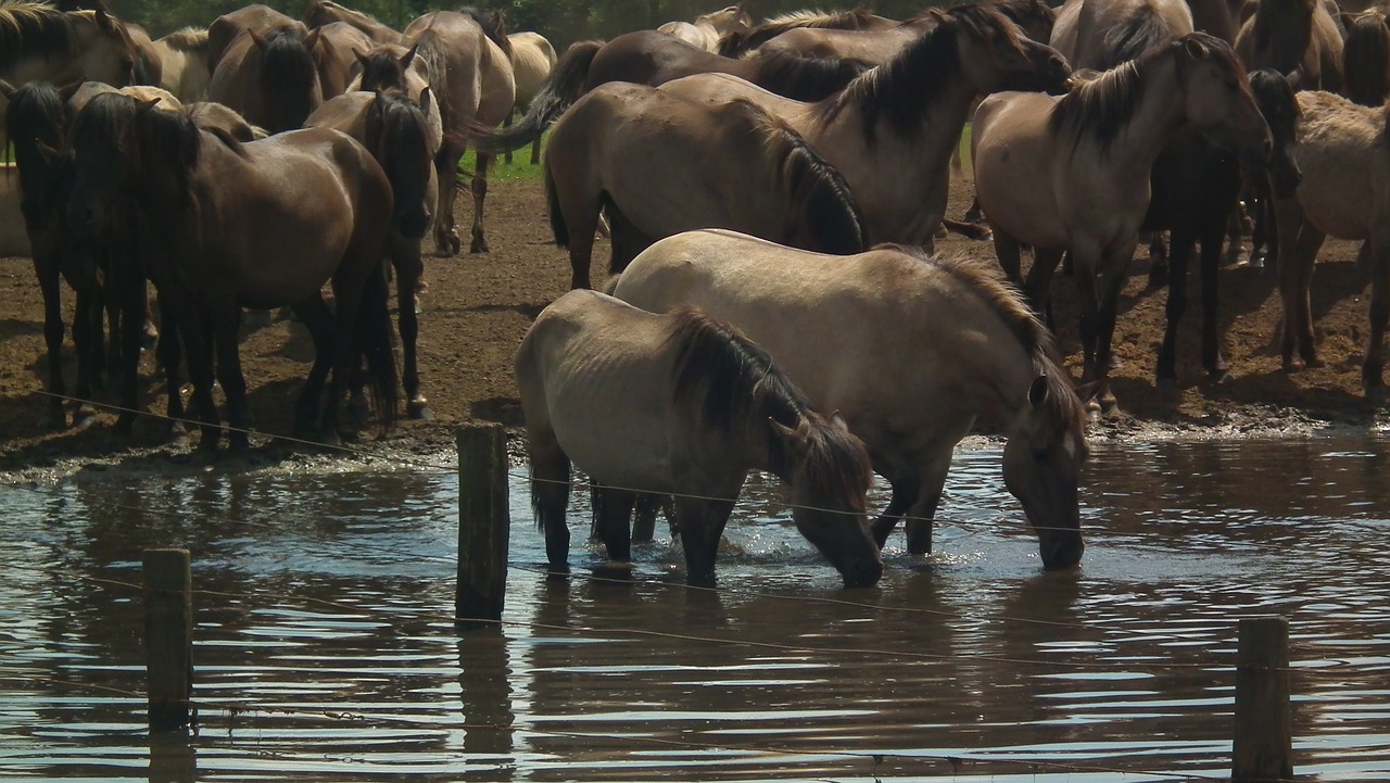 Laukiniai Arkliai, Arkliai, Freilebend, Vokietija, Brumby Žirgai, Flock, Ganykla, Gyvūnai, Laukinė Gamta, Nemokamos Nuotraukos