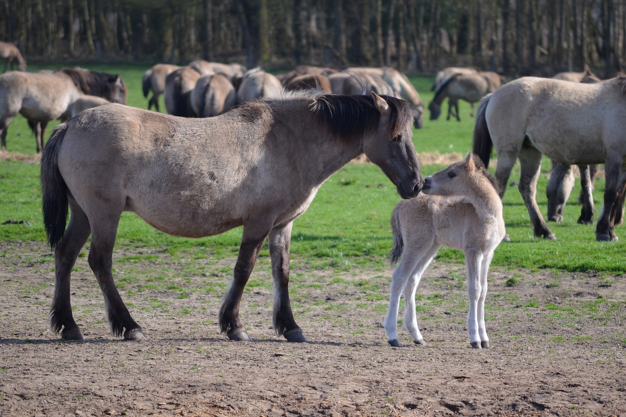 Laukiniai Arkliai,  Kumelė Ir Kumelė,  Dülmen Germany,  Be Honoraro Mokesčio, Nemokamos Nuotraukos,  Nemokama Licenzija