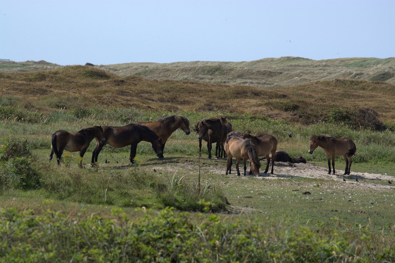 Laukiniai Arkliai,  Duinen Van Texel Nacionalinis Parkas,  Texel,  Nacionalinis Parkas,  Kopos,  Arkliai,  Kraštovaizdis,  Gyvenimo Saloje,  Sala,  Laukinių