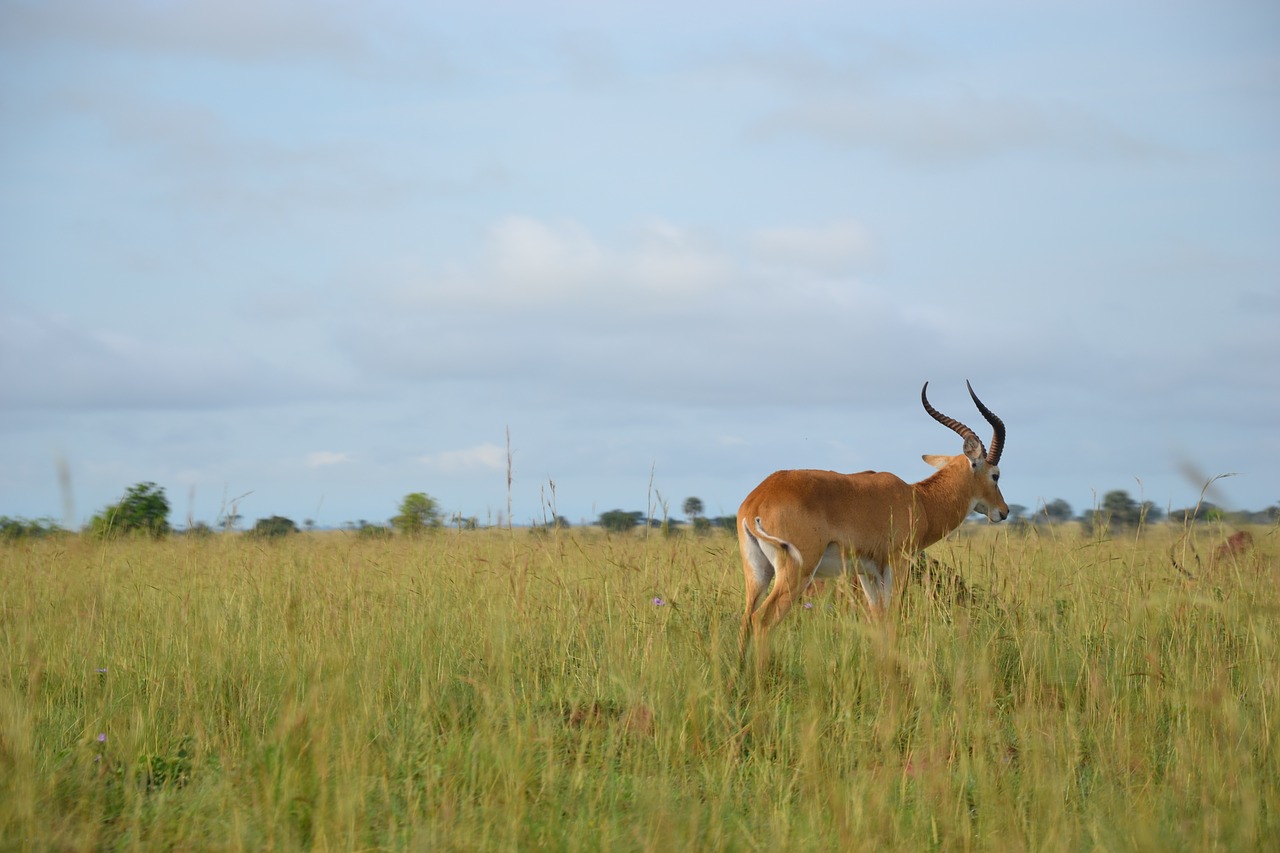 Laukinis Gyvenimas, Uganda, Buschbock, Nemokamos Nuotraukos,  Nemokama Licenzija