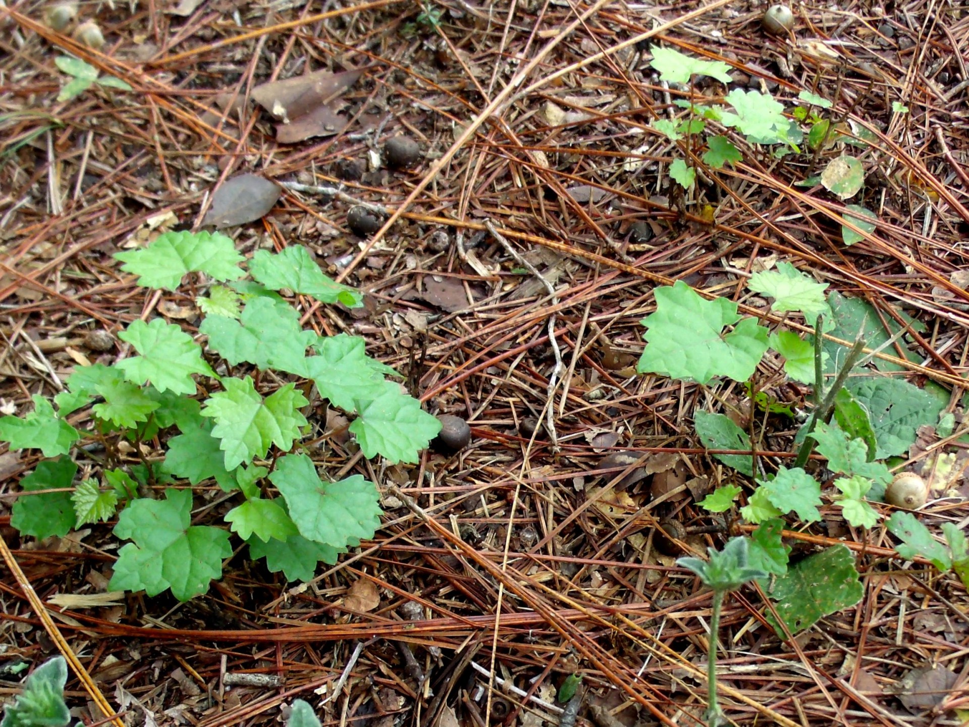 Laukiniai,  Muscadine,  Vynuogės,  Vynuogės,  Vaisiai,  Maistas,  Augalai,  Laukiniai Muscadine Vynuogių Vynuogynai, Nemokamos Nuotraukos,  Nemokama Licenzija