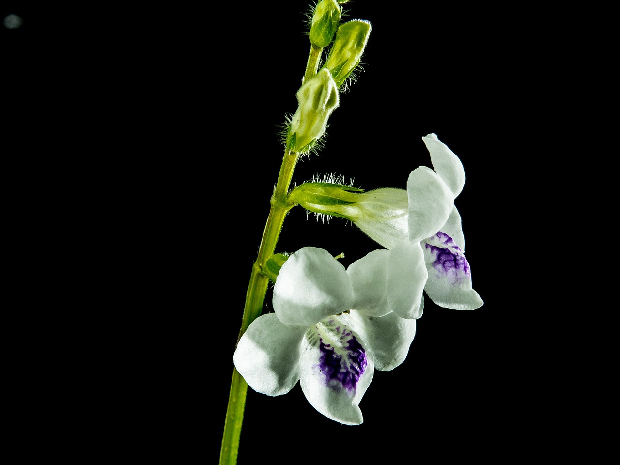 Laukinė Orchidėja, Žiedas, Žydėti, Gėlė, Balta Violetinė, Nemokamos Nuotraukos,  Nemokama Licenzija