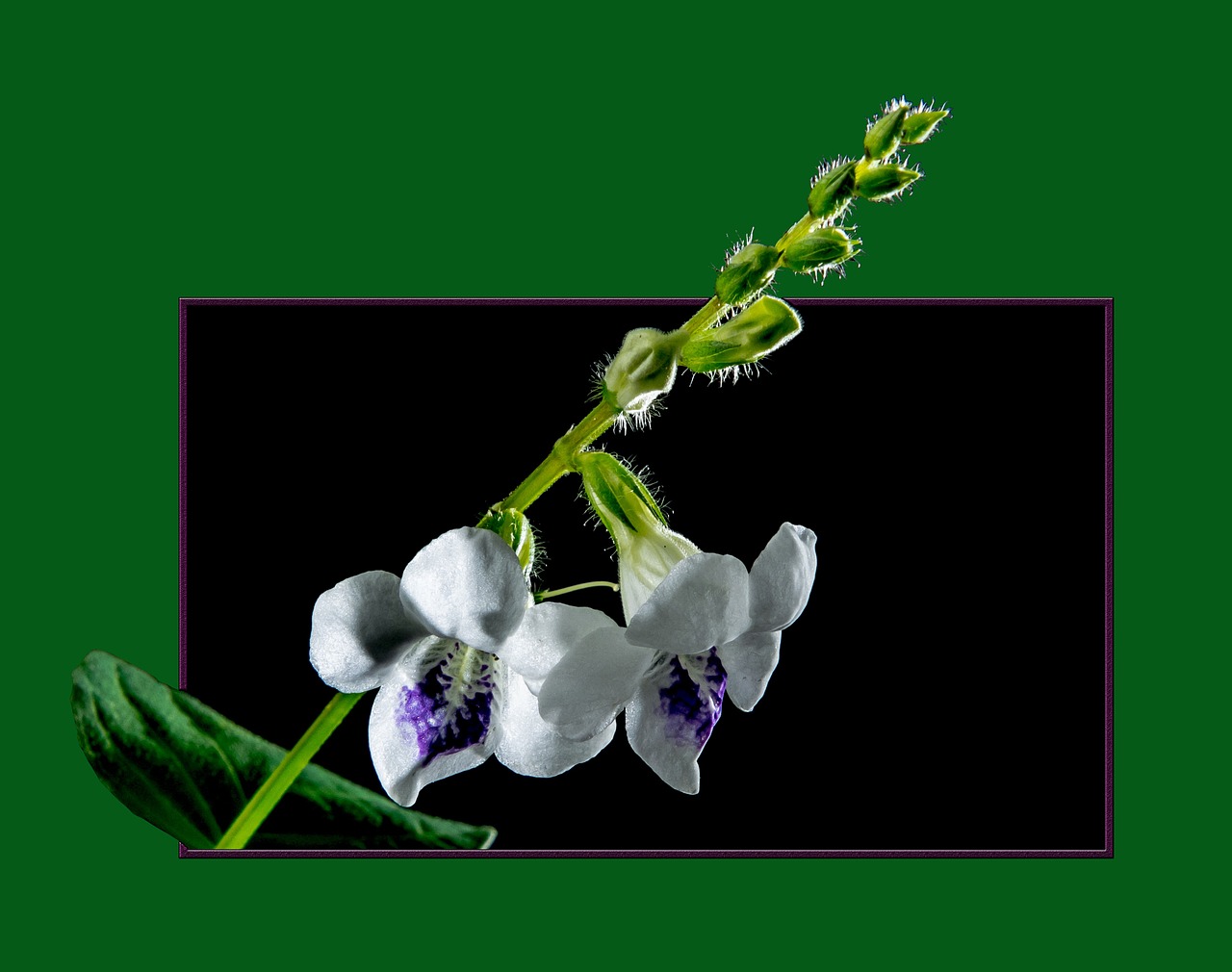 Laukinė Orchidėja, Žiedas, Žydėti, Gėlė, Rėmas, Nemokamos Nuotraukos,  Nemokama Licenzija