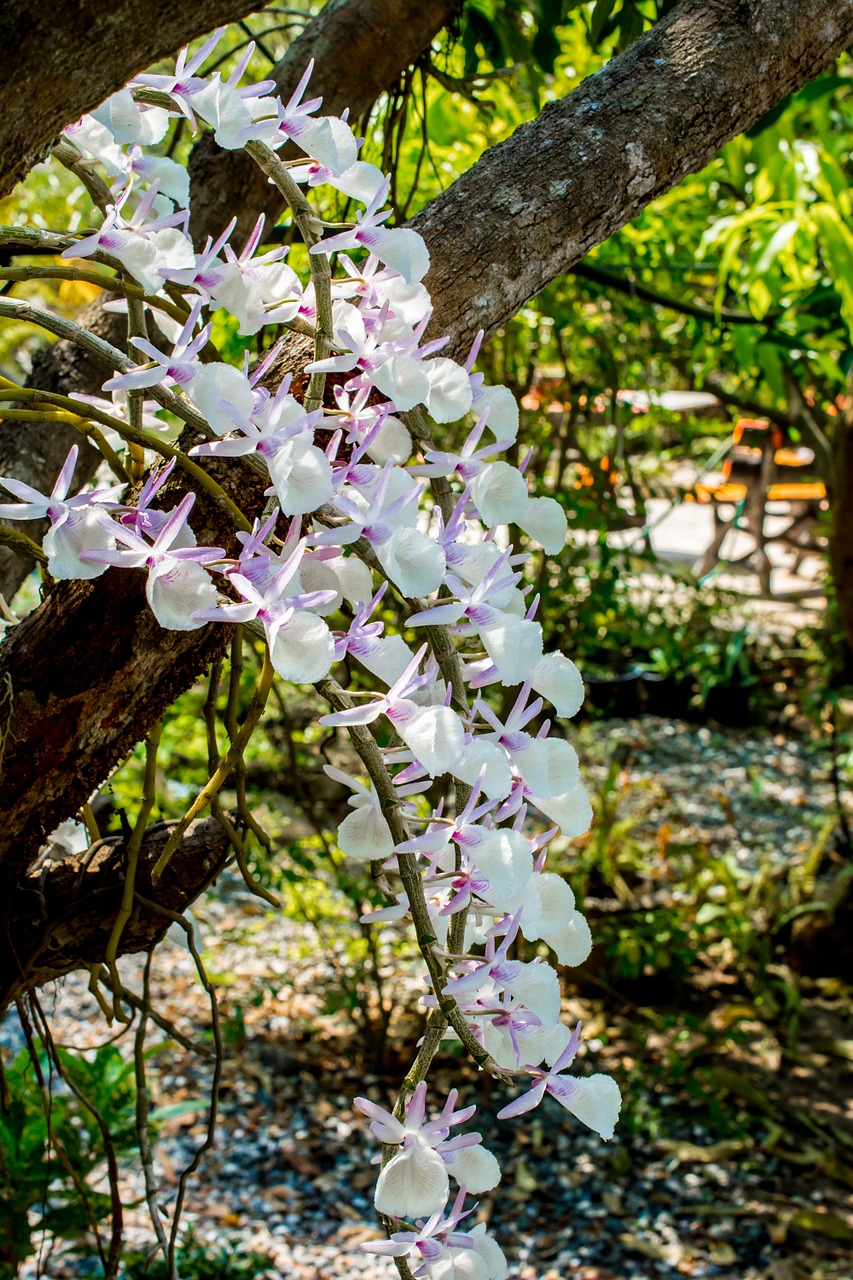 Laukinė Orchidėja, Orchidėja, Balta Violetinė, Žiedas, Žydėti, Gėlė, Nemokamos Nuotraukos,  Nemokama Licenzija