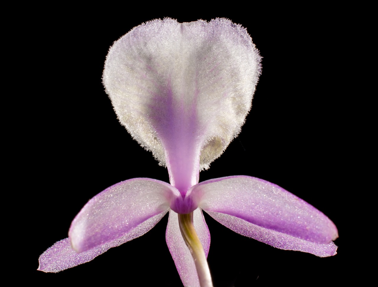Laukinė Orchidėja, Orchidėja, Balta Violetinė, Žiedas, Žydėti, Gėlė, Nemokamos Nuotraukos,  Nemokama Licenzija