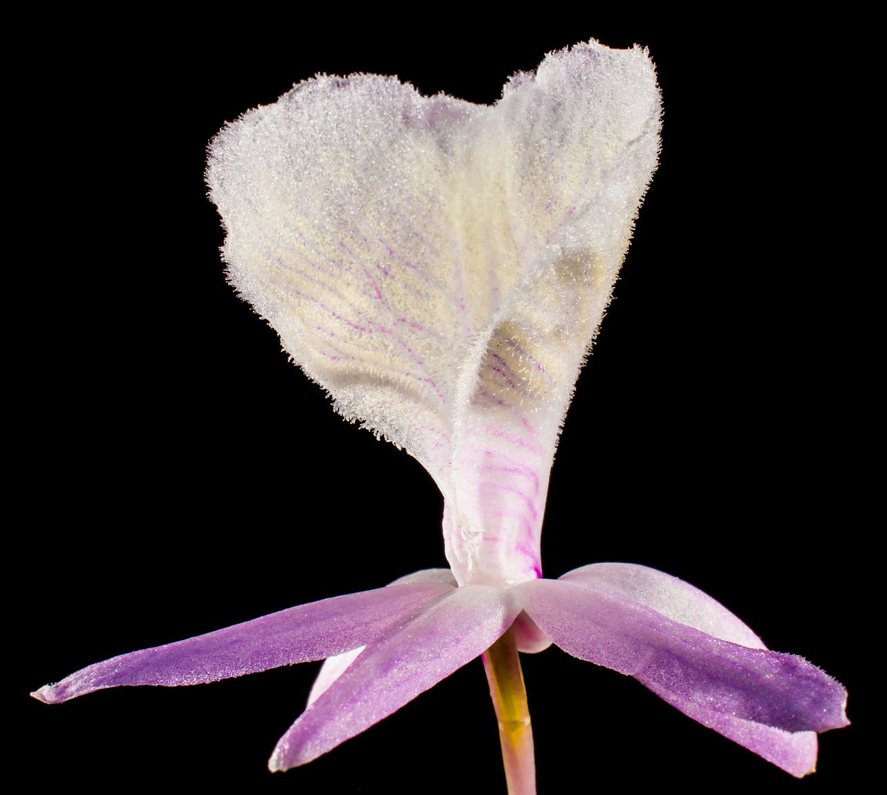 Laukinė Orchidėja, Orchidėja, Balta Violetinė, Žiedas, Žydėti, Gėlė, Nemokamos Nuotraukos,  Nemokama Licenzija