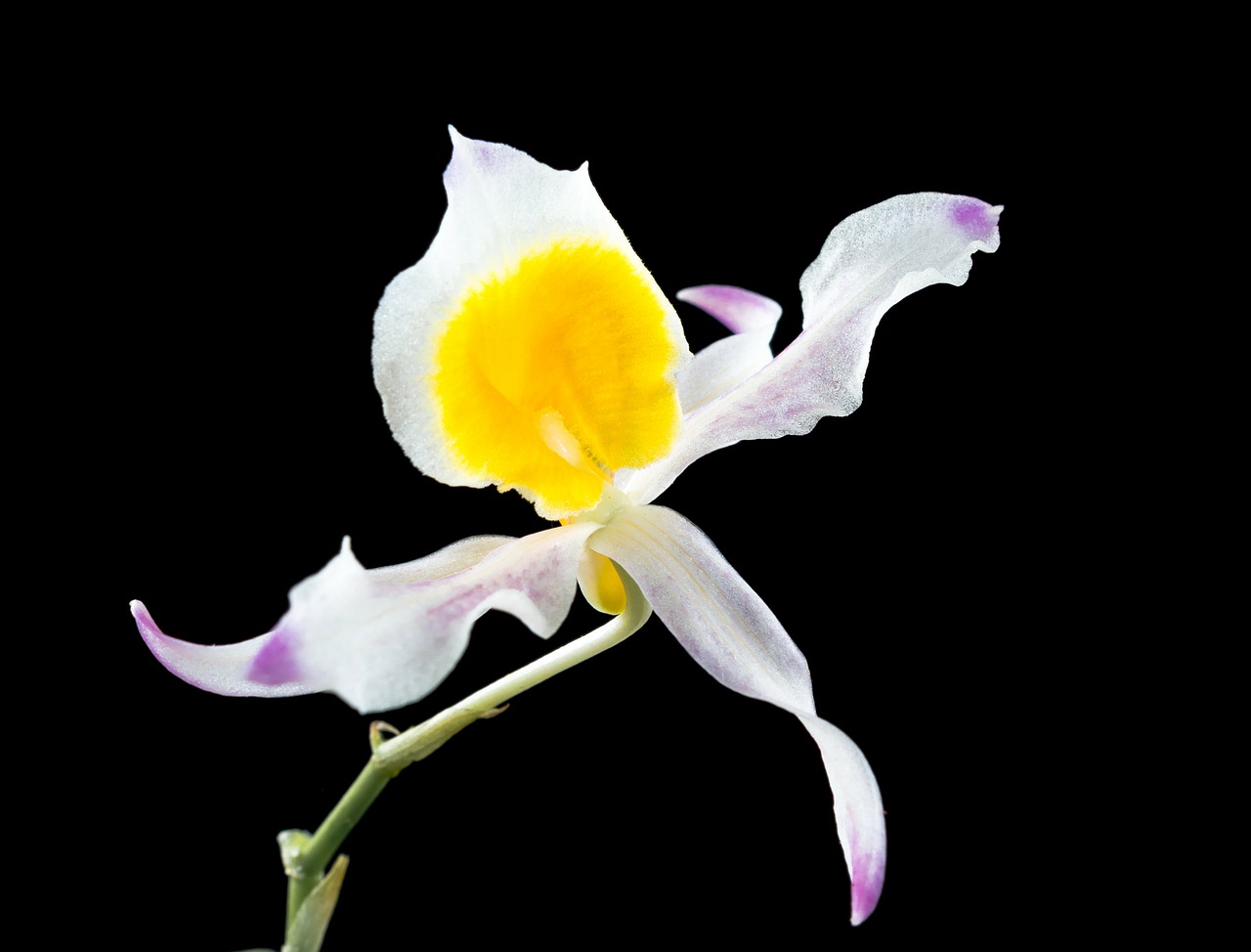 Laukinė Orchidėja, Orchidėja, Gėlė, Žiedas, Žydėti, Balta Raudona Violetinė, Nemokamos Nuotraukos,  Nemokama Licenzija