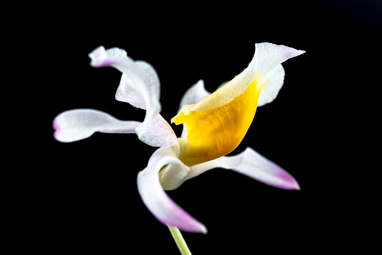 Laukinė Orchidėja, Orchidėja, Gėlė, Žiedas, Žydėti, Balta Raudona Violetinė, Nemokamos Nuotraukos,  Nemokama Licenzija