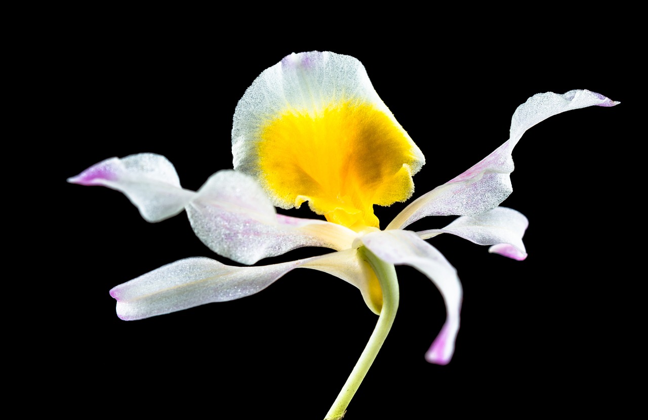 Laukinė Orchidėja, Orchidėja, Gėlė, Žiedas, Žydėti, Balta Raudona Violetinė, Nemokamos Nuotraukos,  Nemokama Licenzija