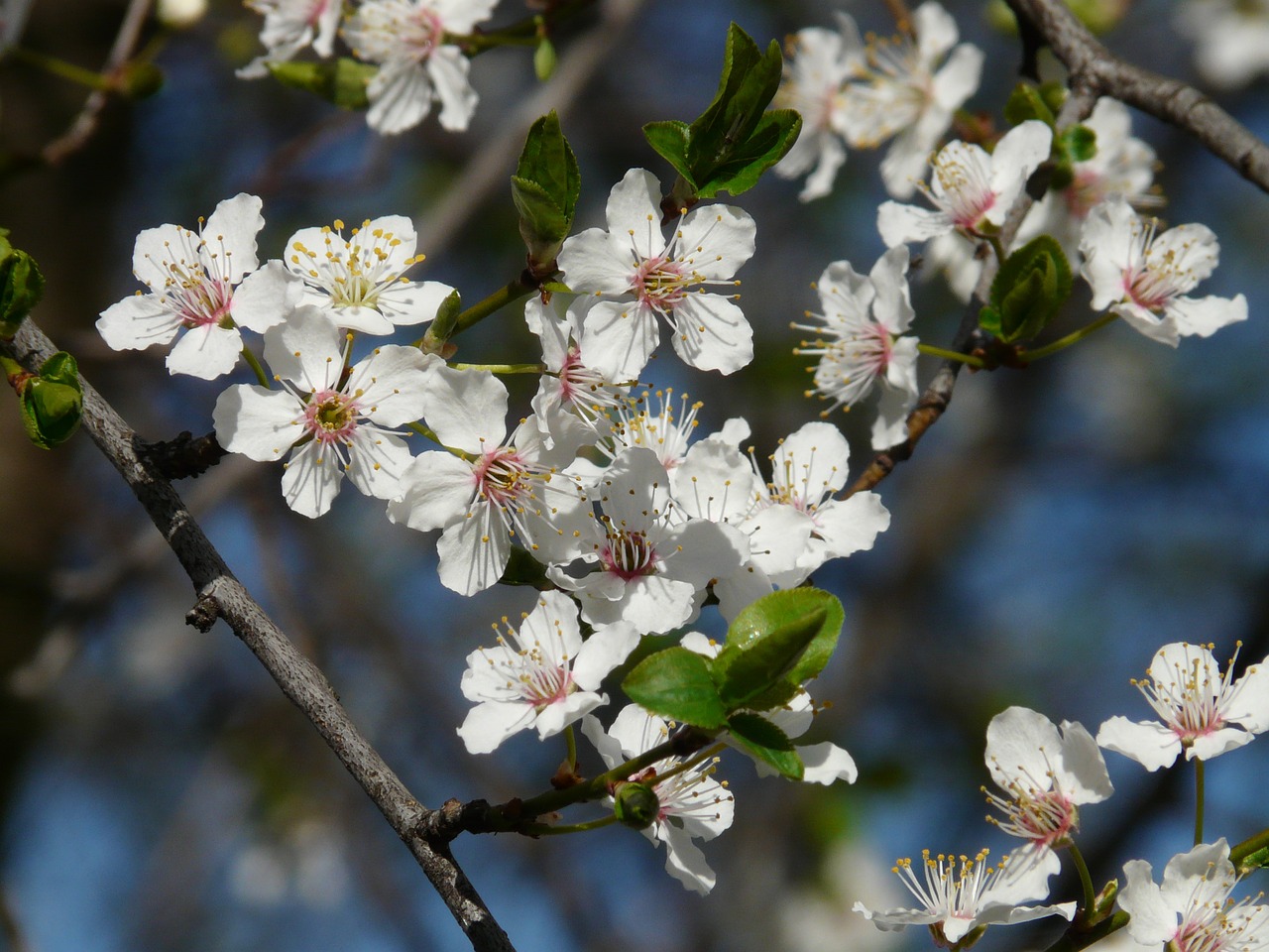 Laukinė Slyva, Žiedas, Žydėti, Medis, Filialas, American Wildpflaume, Prunus Americana, Pririų Slyva, Gamta, Nemokamos Nuotraukos