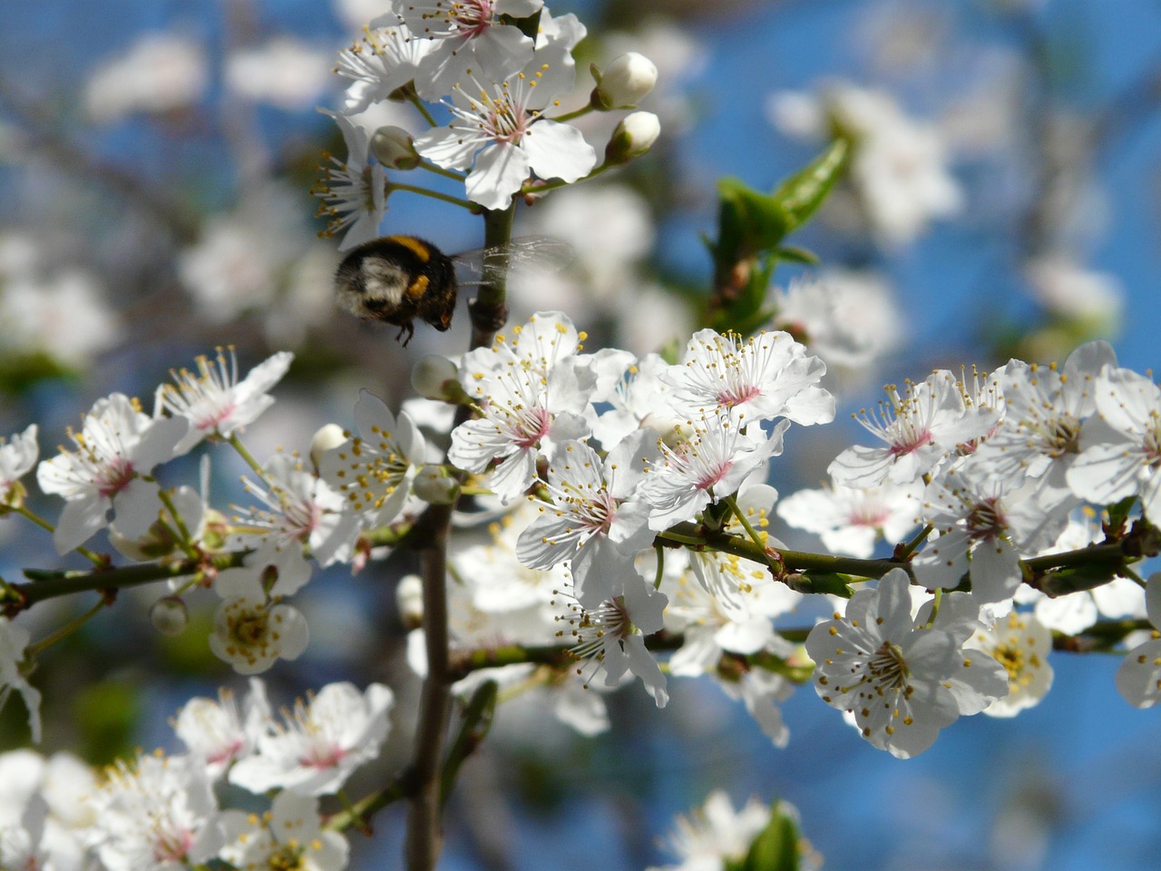 Laukinė Slyva, Žiedas, Žydėti, Medis, Filialas, American Wildpflaume, Prunus Americana, Pririų Slyva, Gamta, Nemokamos Nuotraukos