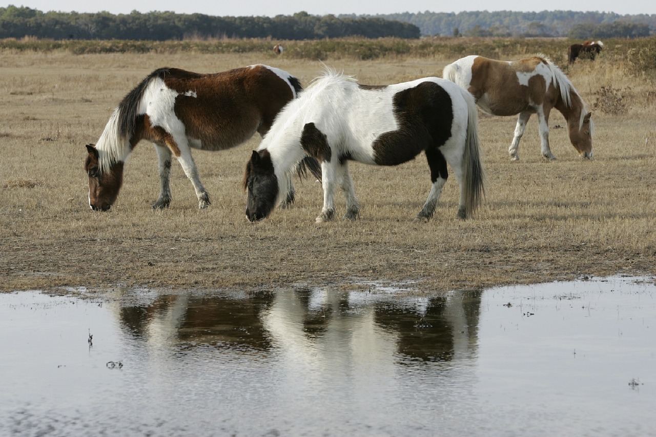 Laukiniai Poniai,  Ganymas,  Poniai,  Chincoteague Sala,  Virginia,  Usa,  Laukiniai,  Prairie,  Gamta,  Mažas