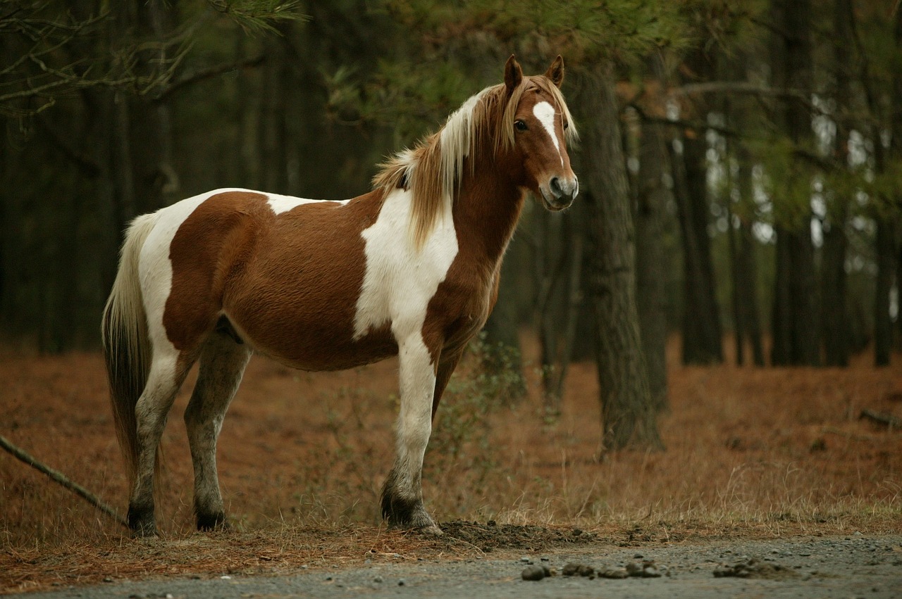 Laukiniai Poniai,  Ganymas,  Poniai,  Chincoteague Sala,  Virginia,  Usa,  Laukiniai,  Gamta,  Mažas,  Laukinė Gamta