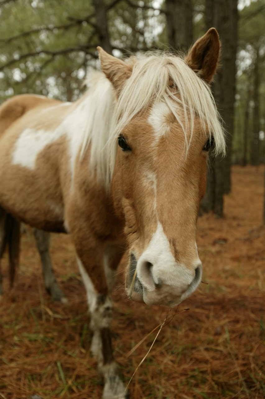 Laukinis Ponis,  Uždaryti,  Galva,  Portretas,  Ponis,  Chincoteague Sala,  Virginia,  Usa,  Laukiniai,  Gamta