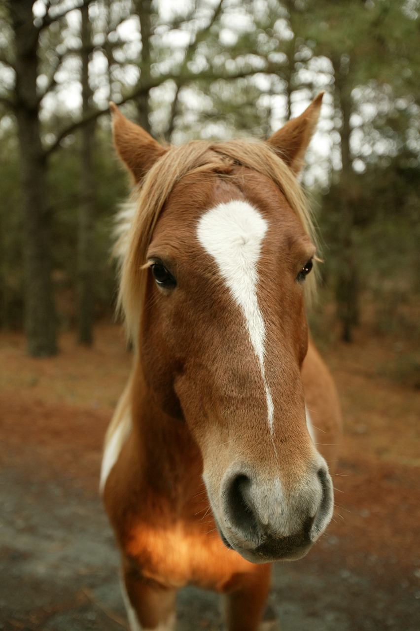 Laukinis Ponis,  Uždaryti,  Galva,  Portretas,  Ponis,  Chincoteague Sala,  Virginia,  Usa,  Laukiniai,  Gamta