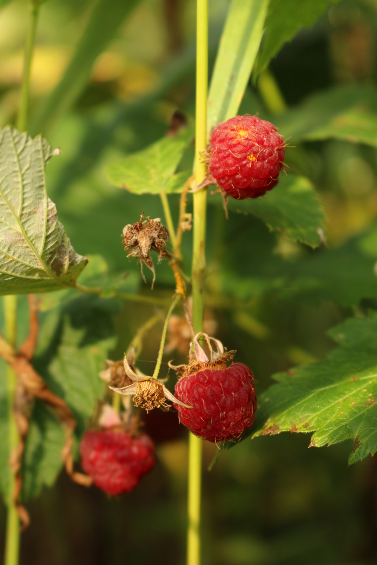 Laukiniai,  Avietė,  Augalas,  Laukinis Aviečių Augalas, Nemokamos Nuotraukos,  Nemokama Licenzija