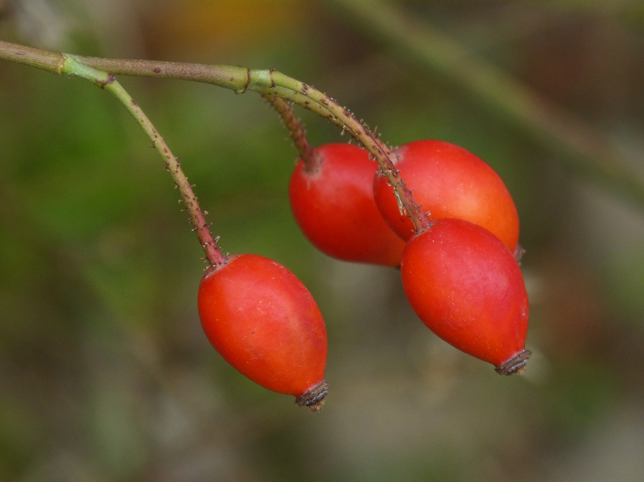 Laukinė Rožė, Rosa Canina, Rosehip, Uogos, Ruduo, Nemokamos Nuotraukos,  Nemokama Licenzija