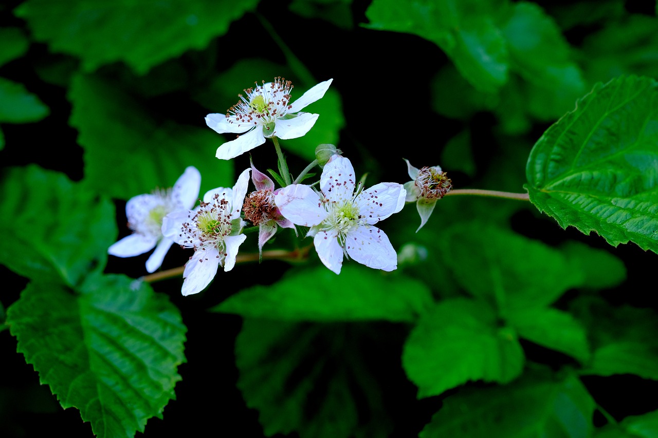 Laukinė Rožė,  Žiedas,  Žydi,  Augalų,  Pobūdį,  Rožės,  Baltos Spalvos,  Lapai,  Pavasaris,  Krūmai