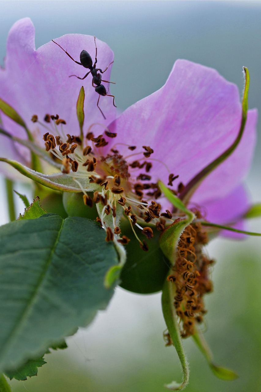 Laukinė Rožė, Gėlė, Violetinė, Ant, Gamta, Lapai, Gėlių, Rožė, Žiedas, Žiedlapis