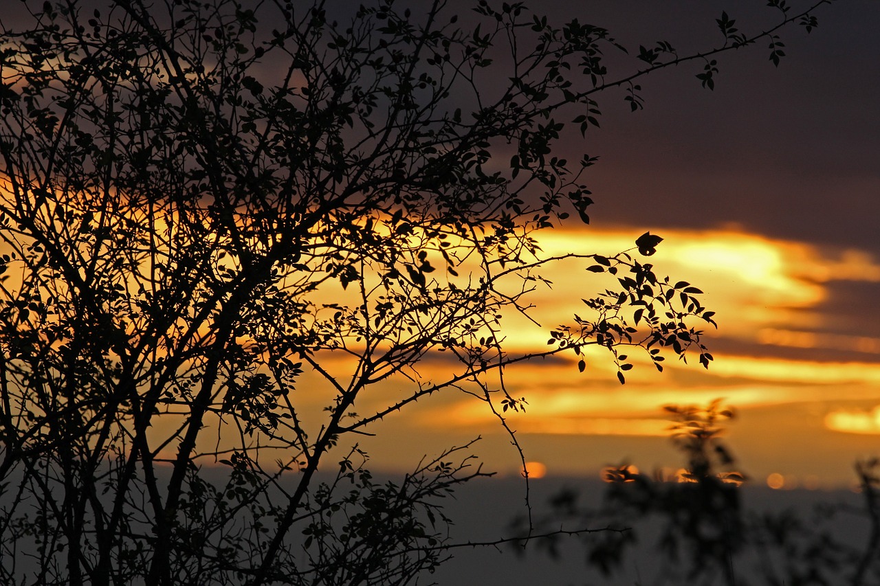 Laukinė Rožė, Krūmas, Smailas, Vakaro Saulė, Vakarinis Dangus, Abendstimmung, Saulėlydis, Afterglow, Dusk, Vakaras