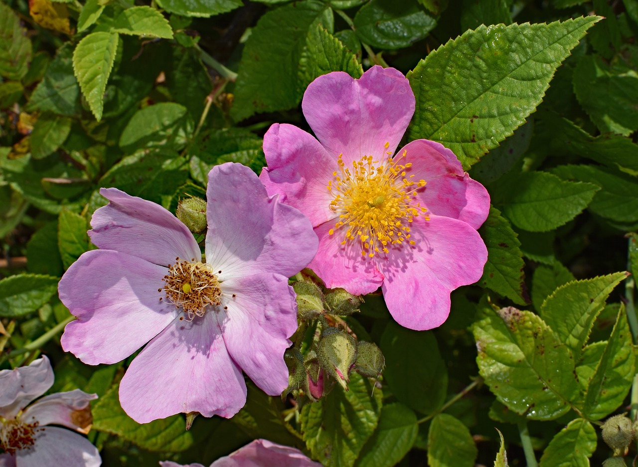 Laukinės Rožės, Wildflower, Gėlė, Žiedas, Žydėti, Augalas, Pieva, Gamta, Rožinis, Geltona