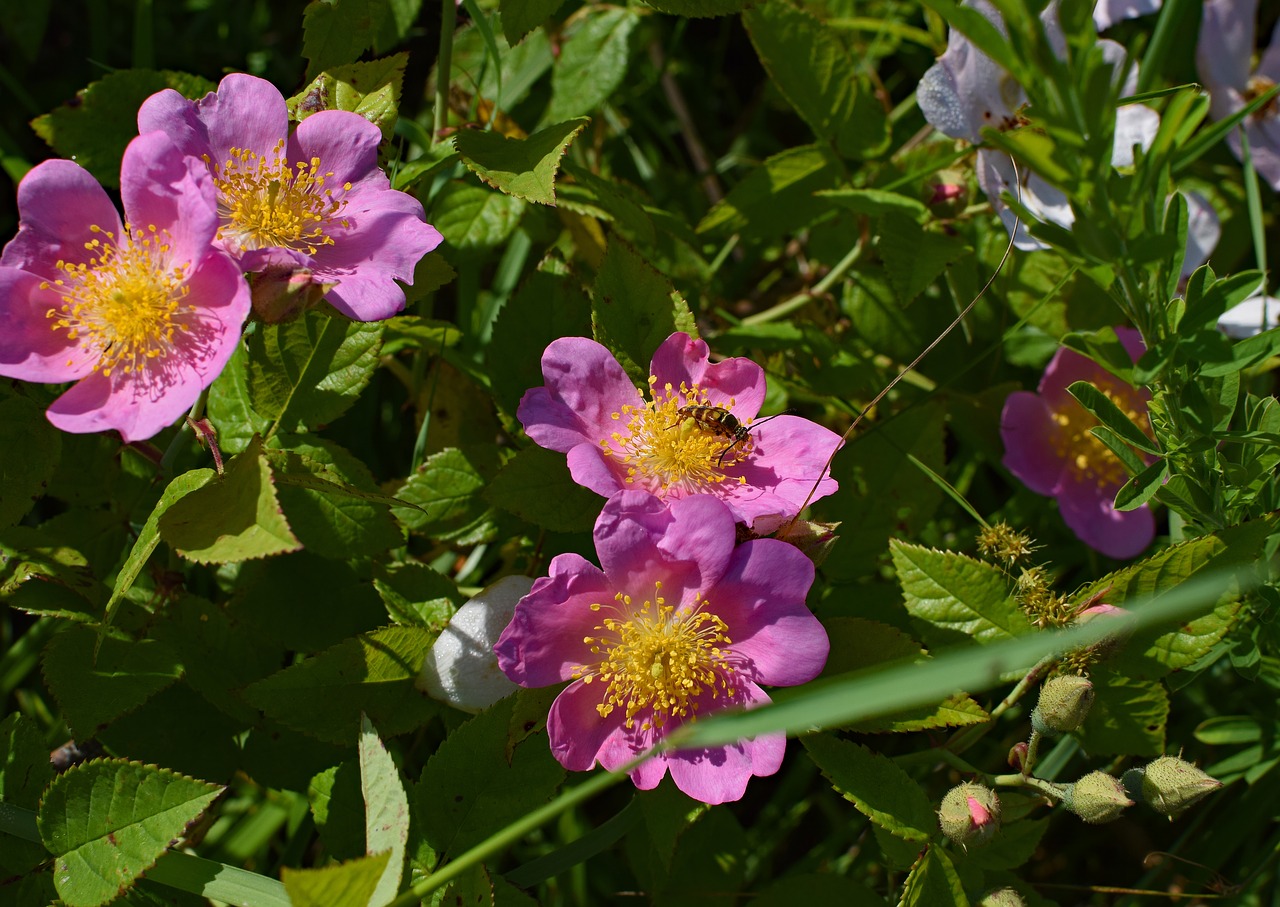 Laukinės Rožės Su Šernytu, Wildflower, Gėlė, Žiedas, Žydėti, Augalas, Pieva, Gamta, Rožinis, Geltona