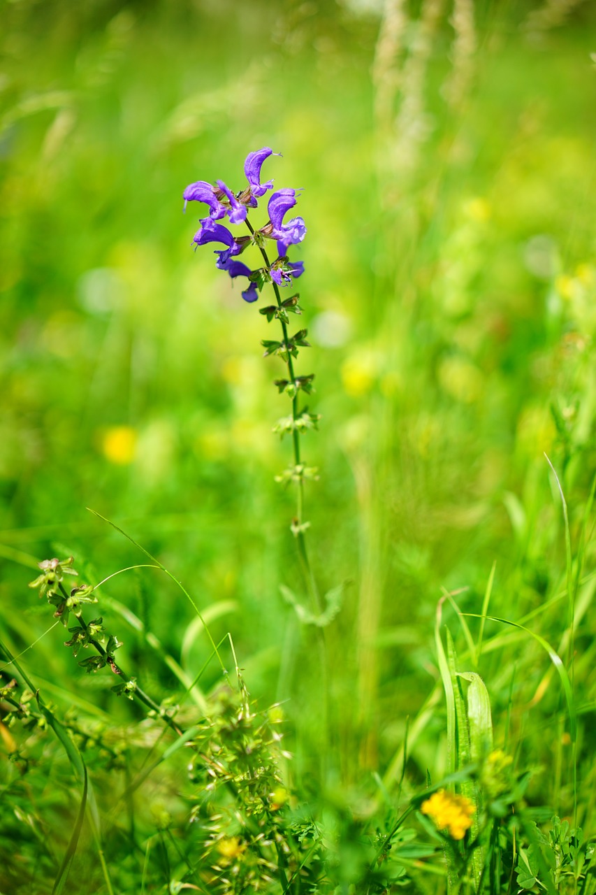 Laukinis Šalavijas, Gėlė, Žiedas, Žydėti, Violetinė, Violetinė, Salvia Pratensis, Šalavijas, Laukinė Gėlė, Įprotis