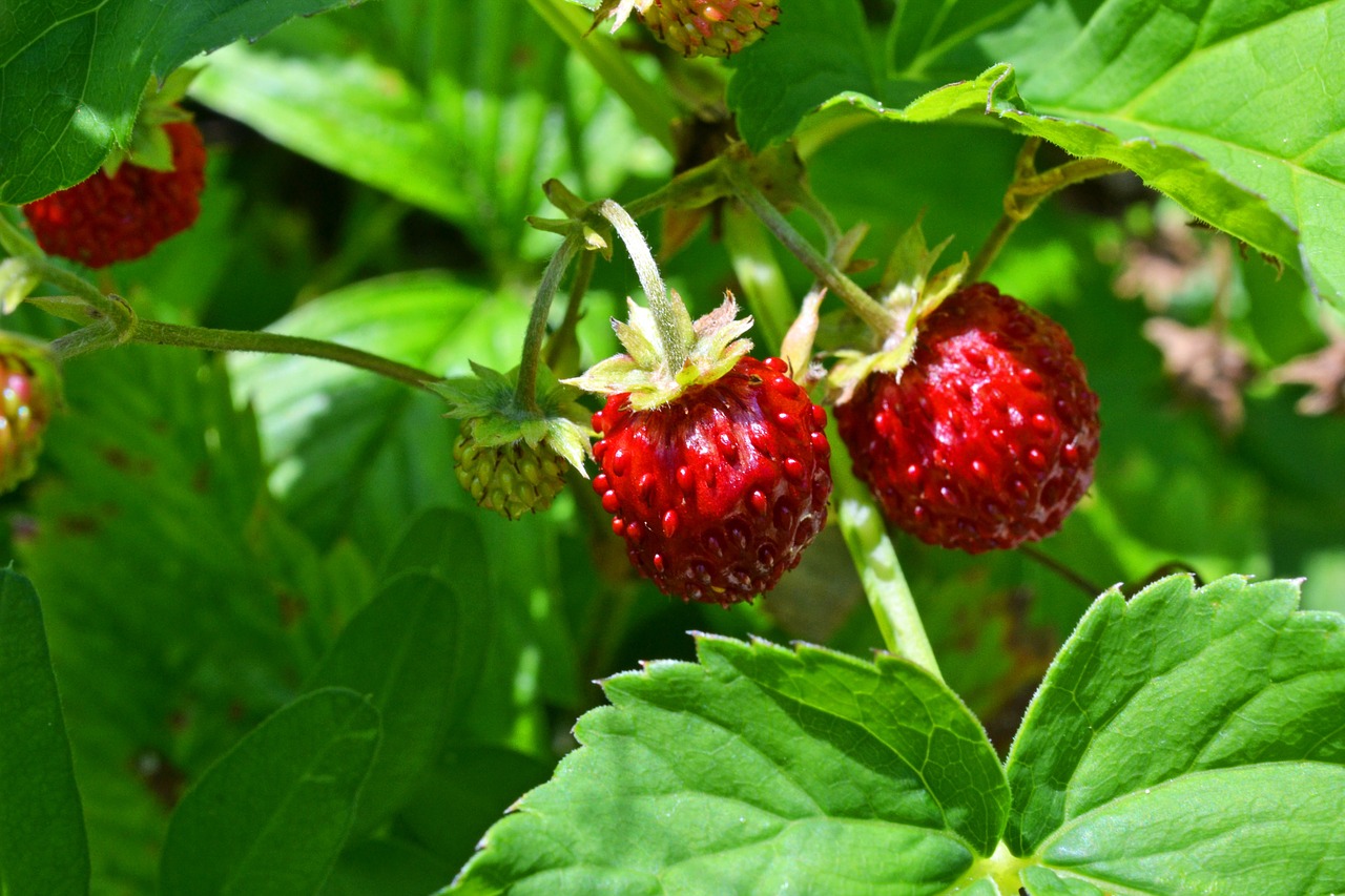 Laukinės Braškės, Bio, Braškės, Vaisiai, Sveikas, Vitaminai, Nemokamos Nuotraukos,  Nemokama Licenzija