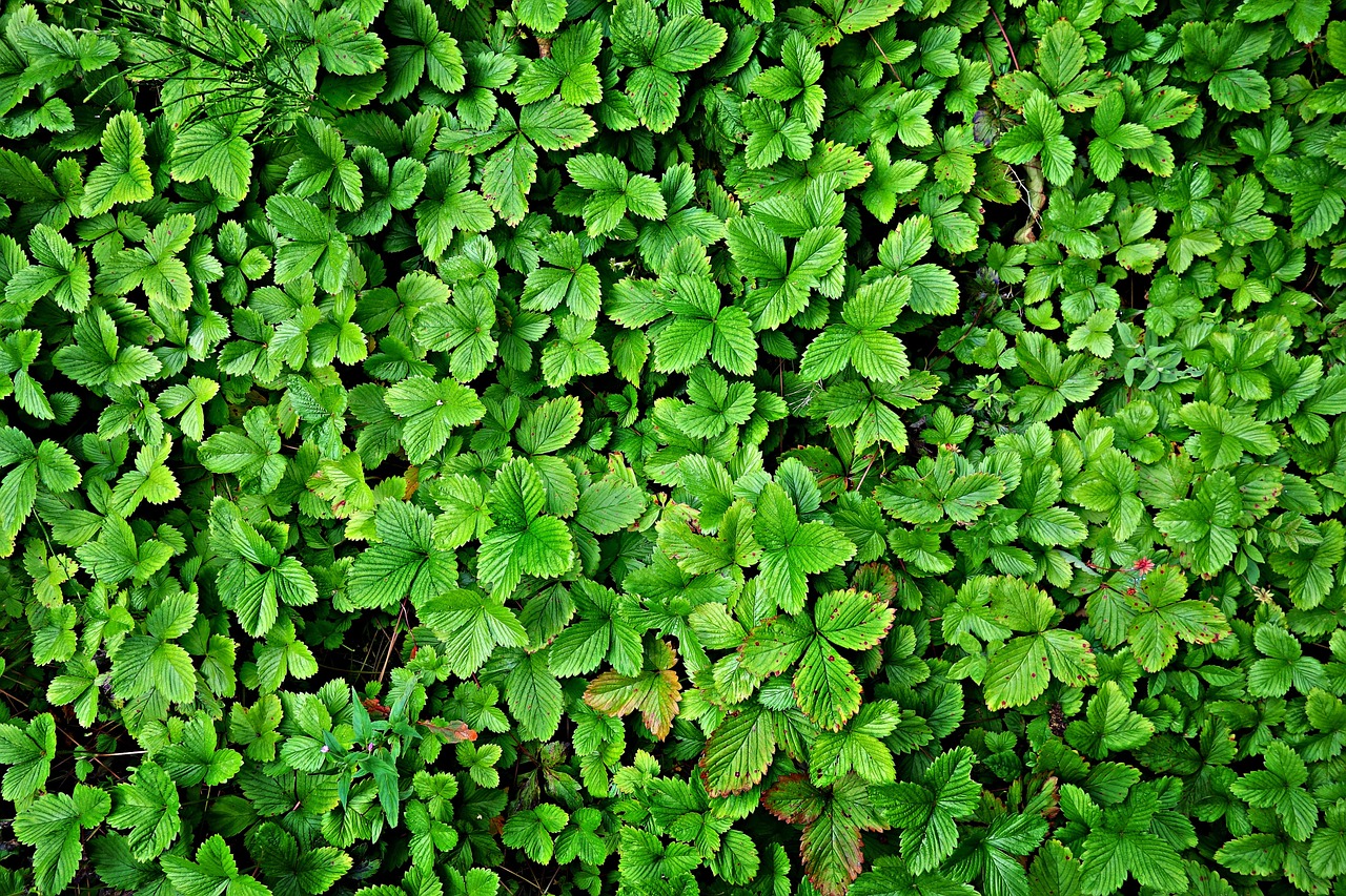 Laukinės Braškės, Fragaria, Augalas, Augimas, Lapija, Sodas, Laukinių Braškių Kilimai, Nemokamos Nuotraukos,  Nemokama Licenzija