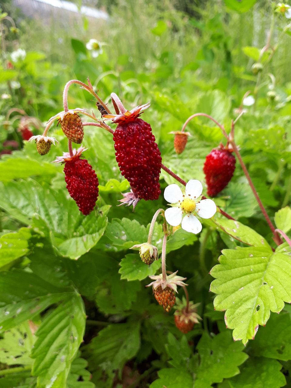 Žemuogių,  Uoga,  Raudona,  Vasara,  Mitybos,  Vitaminai, Nemokamos Nuotraukos,  Nemokama Licenzija