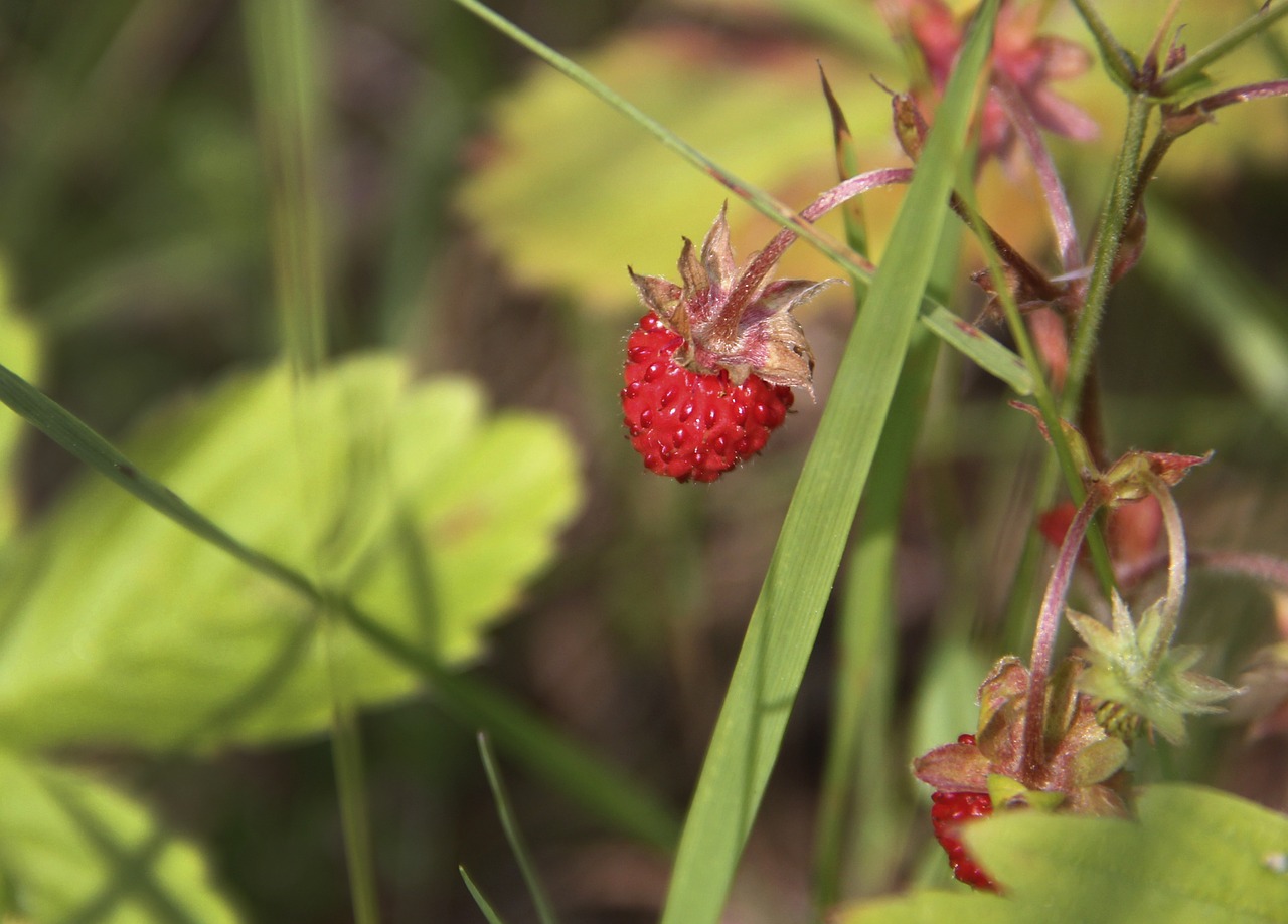 Laukinės Braškės, Vasara, Uogos, Raudona, Fragaria Vesca, Gamta, Nemokamos Nuotraukos,  Nemokama Licenzija