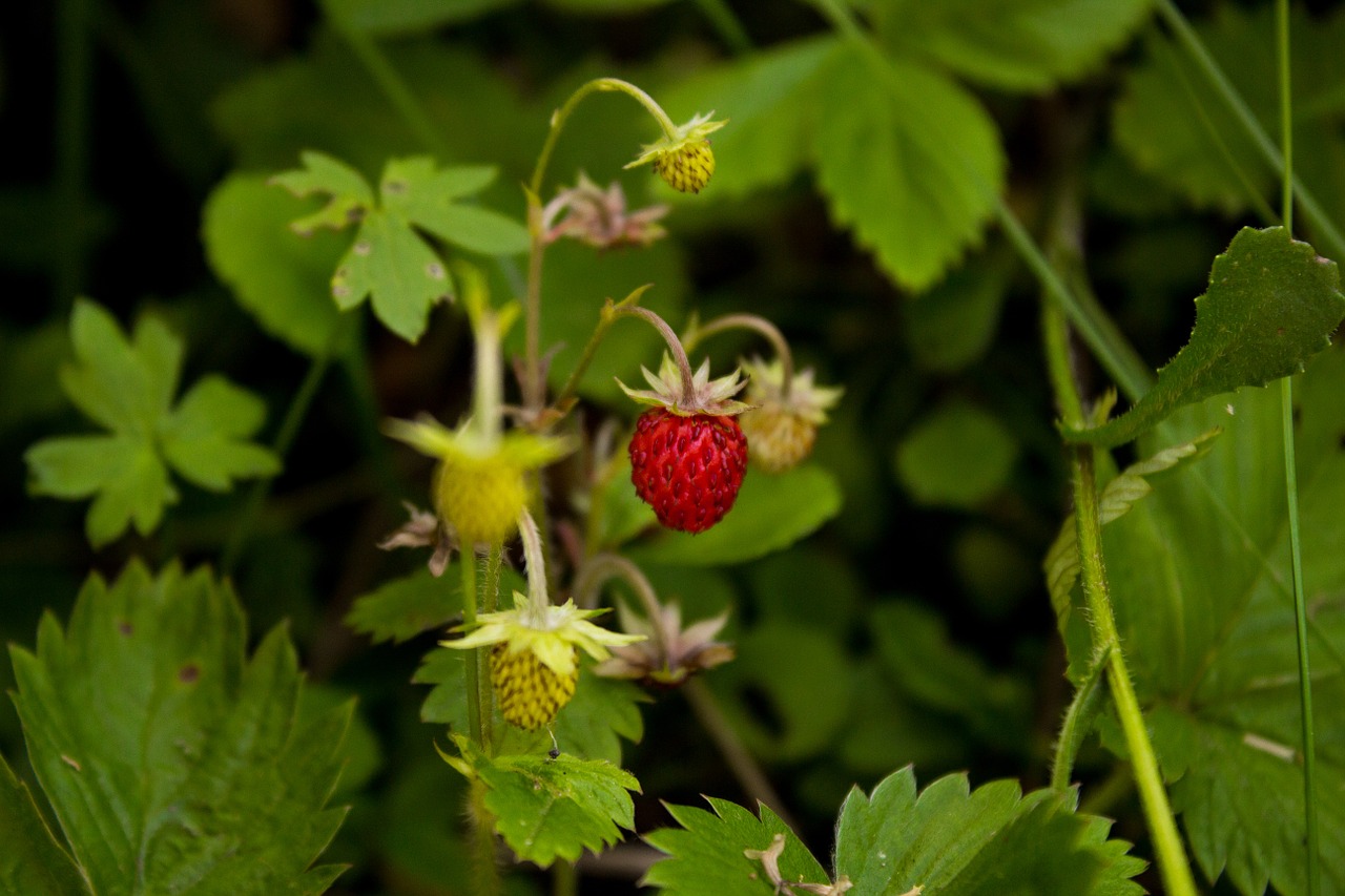 Laukinės Braškės, Miškingų Žemuogių, Fragaria Vesca, Braškės, Uogos, Saldus, Raudona, Makro, Vaisiai, Nemokamos Nuotraukos