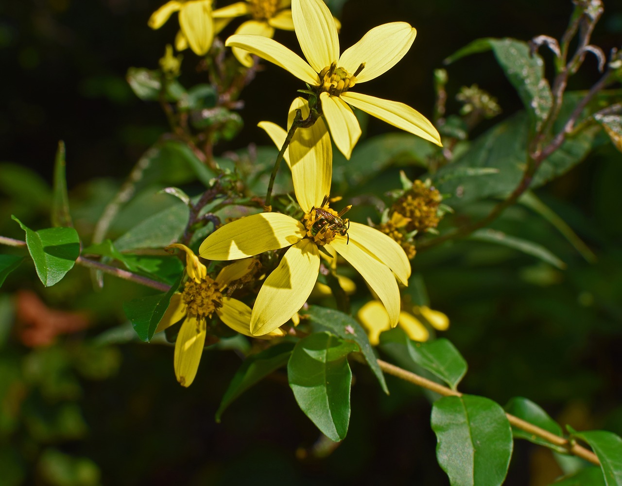 Laukinės Saulėgrąžos, Wildflower, Saulėgrąžos, Į Pietryčius, Geltona, Gėlė, Žiedas, Žydėti, Augalas, Gamta