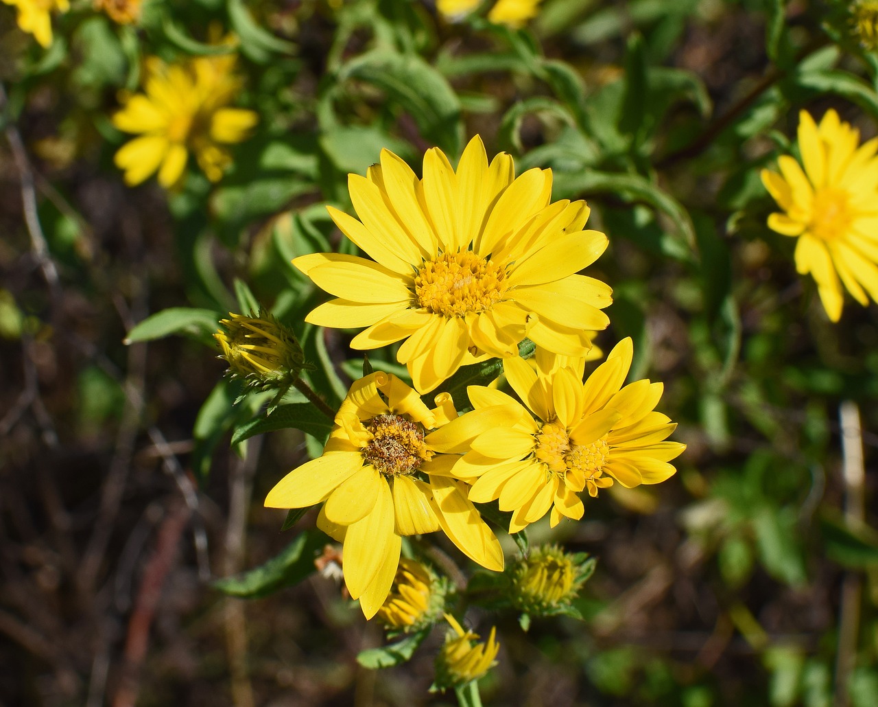 Laukinės Saulėgrąžos, Wildflower, Saulėgrąžos, Į Pietryčius, Geltona, Gėlė, Žiedas, Žydėti, Augalas, Gamta