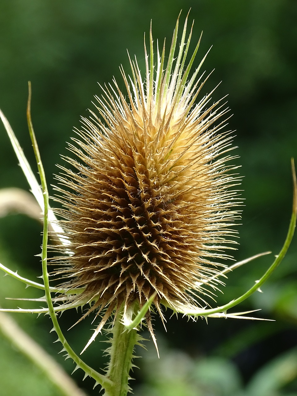 Laukinė Darželis, Dipsacaceae, Dipsacus Fullonum, Dygliuotas, Millefiori, Dipsacoideae, Laukinės Kortelės, Vasara, Nemokamos Nuotraukos,  Nemokama Licenzija